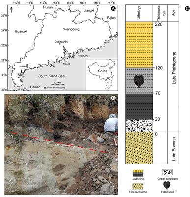 The first fossil seed of Ampelopsis (Vitaceae) in South China